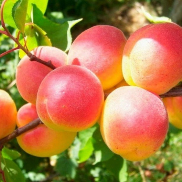 Фото 1. Абрикос «Краснощекий» в каталоге СЦ Корекозево