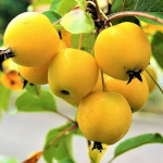 Миниатюра 1. Яблоня «Китайка золотая ранняя» в каталоге СЦ Корекозево