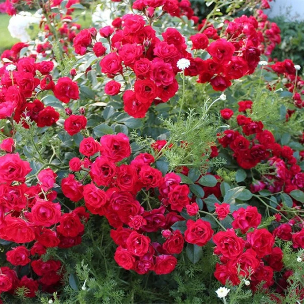 Фото 3. Роза 