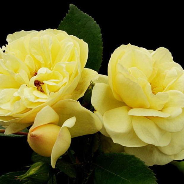 Фото 2. Роза 