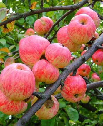 Яблоня «Коричное Полосатое» в каталоге СЦ Корекозево