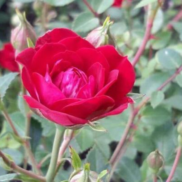 Фото 2. Роза 