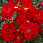 Миниатюра 1. Роза 