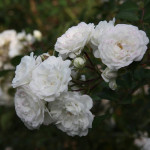 Миниатюра 1. Роза 