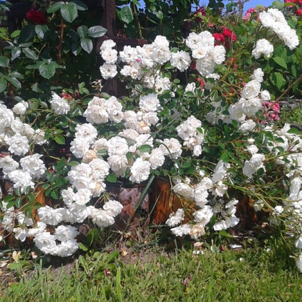 Фото 2. Роза 