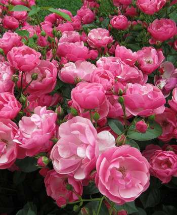 Роза Angela в каталоге СЦ Корекозево