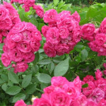 Миниатюра 2. Роза 