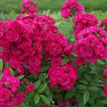 Миниатюра 3. Роза 