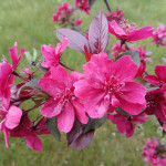 Миниатюра 2. Яблоня «Недзвецкого» в каталоге СЦ Корекозево