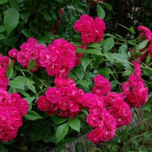 Фото 4. Роза 