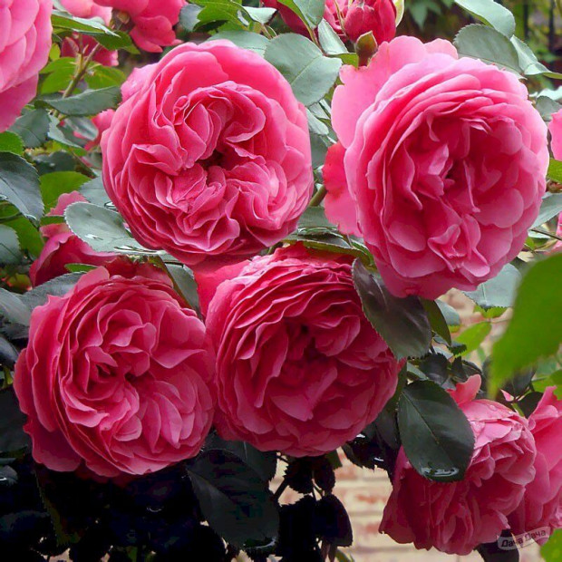 Фото 2. Роза 