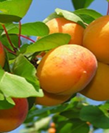 Абрикос Северный Триумф в каталоге СЦ Корекозево