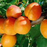 Миниатюра 4. Абрикос 