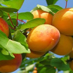 Миниатюра 1. Абрикос 