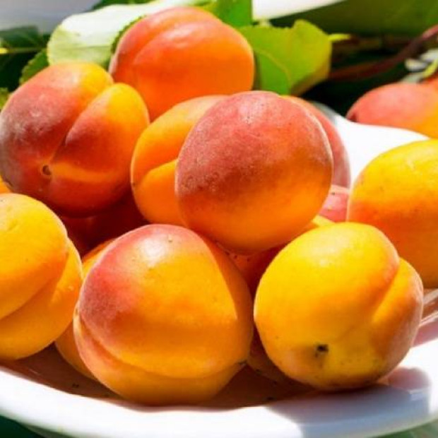 Фото 2. Абрикос 