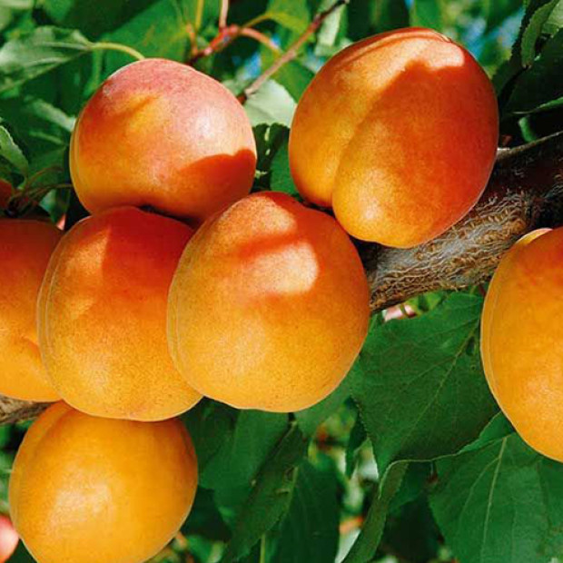 Фото 4. Абрикос 