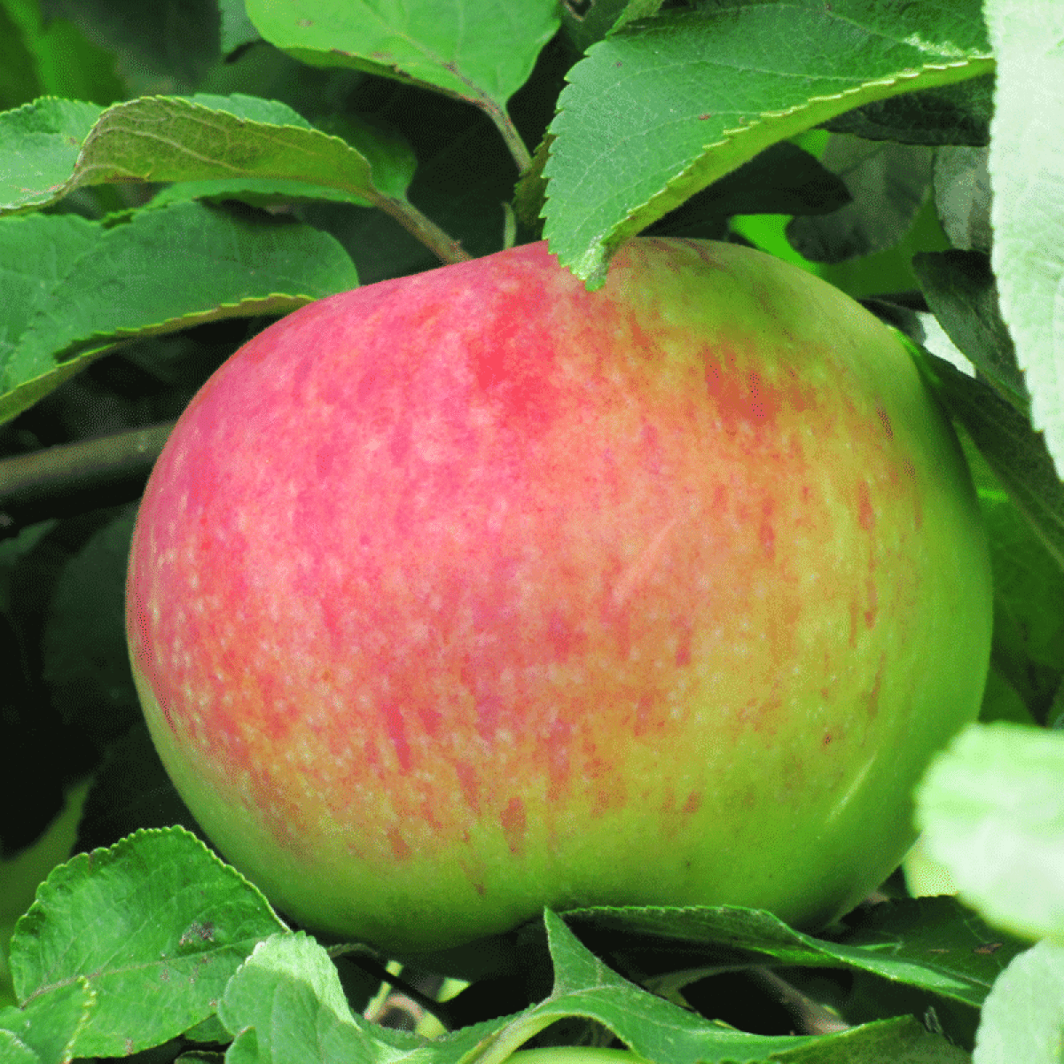 Яблоня «Орловим» в каталоге СЦ Корекозево