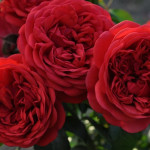 Миниатюра 2. Роза 