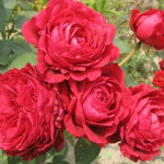 Миниатюра 2. Роза 