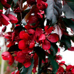 Миниатюра 2. Яблоня «Роялти» в каталоге СЦ Корекозево