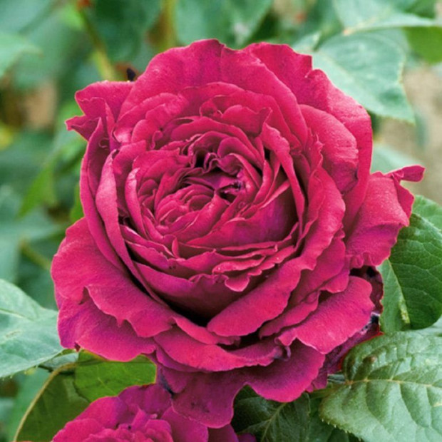 Роза Rose des 4 Vents в каталоге СЦ Корекозево