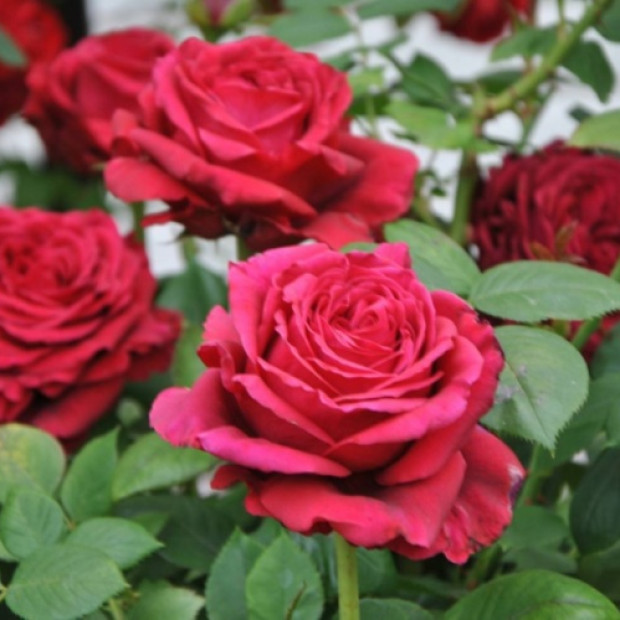 Фото 3. Роза 