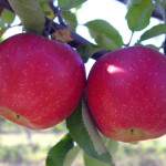 Миниатюра 1. Яблоня «Слава Победителям» в каталоге СЦ Корекозево