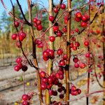 Миниатюра 1. Яблоня «Стрит Парад» в каталоге СЦ Корекозево