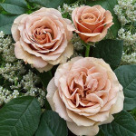 Миниатюра 3. роза 