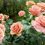 Миниатюра 4. роза 