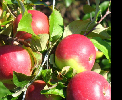 Яблоня «Уэлси» в каталоге СЦ Корекозево