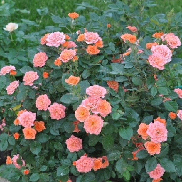 Фото 2. Роза 