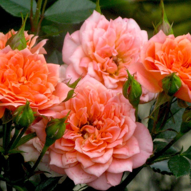 Фото 3. Роза 