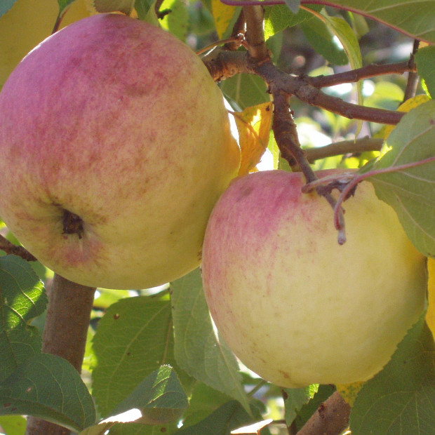 Фото 1. Яблоня «Ветеран» в каталоге СЦ Корекозево