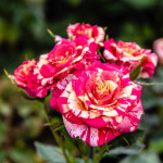 Миниатюра 3. Роза 