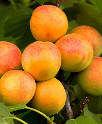 Абрикос «Чемпион Севера» в каталоге СЦ Корекозево