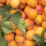 Миниатюра 2. Абрикос «Чемпион Севера» в каталоге СЦ Корекозево