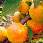 Миниатюра 3. Абрикос «Чемпион Севера» в каталоге СЦ Корекозево