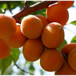 Миниатюра 4. Абрикос «Чемпион Севера» в каталоге СЦ Корекозево