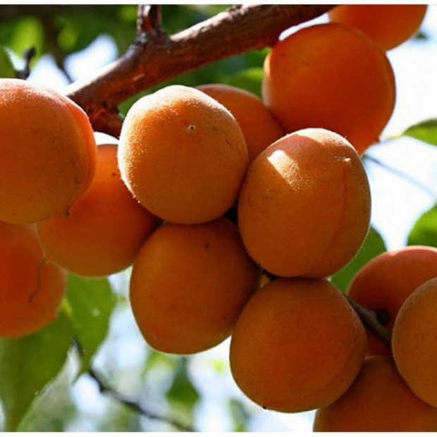 Фото 4. Абрикос «Чемпион Севера» в каталоге СЦ Корекозево