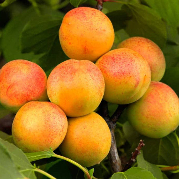 Фото 1. Абрикос «Чемпион Севера» в каталоге СЦ Корекозево