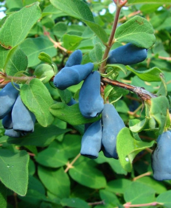 Жимолость «Мальвина» в каталоге СЦ Корекозево