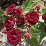 Миниатюра 4. Роза 