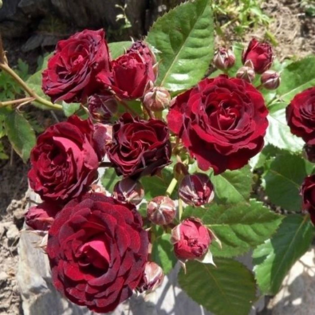 Фото 4. Роза 