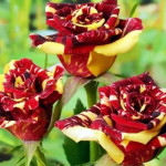 Миниатюра 3. Роза 