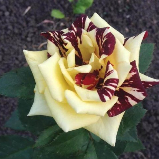 Фото 4. Роза 