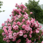 Миниатюра 3. Роза 