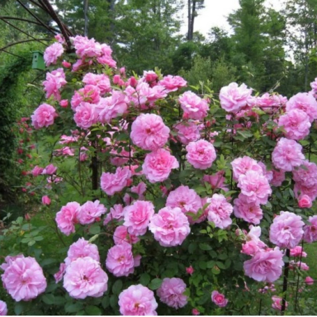 Фото 2. Роза 