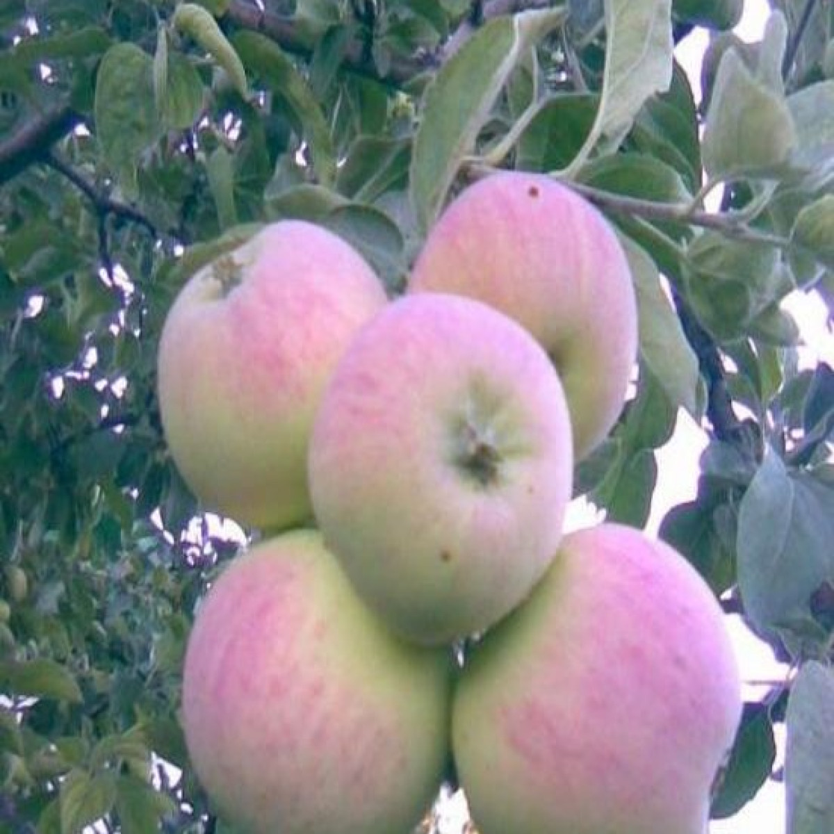 Яблоня «Синап Северный» в каталоге СЦ Корекозево