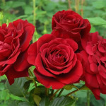 Миниатюра 2. Роза 